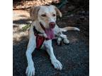 Adopt Luna - Claremont Location a Tan/Yellow/Fawn Labrador Retriever / Mixed dog