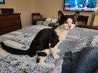 Adopt Steele a Black & White or Tuxedo Domestic Shorthair (short coat) cat in