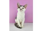 Adopt Margot a White (Mostly) Domestic Shorthair / Mixed (short coat) cat in