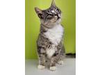 Adopt Chirpy a Gray, Blue or Silver Tabby Domestic Shorthair / Mixed (short