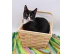 Adopt Minny a Black & White or Tuxedo Domestic Shorthair / Mixed cat in