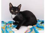 Adopt Pop Rock a Black & White or Tuxedo Domestic Shorthair / Mixed cat in