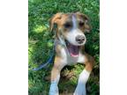 Adopt Toby Keith ~ meet me! a Brindle - with White Fox Terrier (Smooth) / Beagle