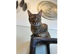 Adopt Melinda a Domestic Shorthair / Mixed (short coat) cat in Fort Myers