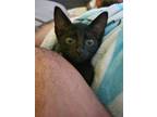 Adopt Jewel a All Black Burmese / Mixed cat in San Antonio, TX (39013448)