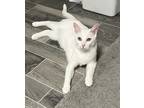 Adopt Cookie a White Domestic Shorthair (short coat) cat in Tucson