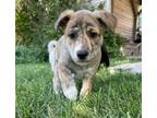 Adopt (by) Juliet a Mixed Breed (Medium) / Mixed dog in Fargo, ND (39026055)
