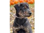 Adopt (by) John a Mixed Breed (Medium) / Mixed dog in Fargo, ND (39026054)