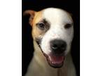 Adopt Roger a Tan/Yellow/Fawn - with White Boxer / American Staffordshire