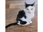 Adopt Svetlana 2023 a All Black Domestic Shorthair / Mixed cat in Bensalem