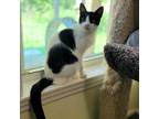 Adopt Bones 2022 a All Black Domestic Shorthair / Mixed cat in Bensalem