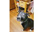 Adopt Rocketman a Black - with White Mixed Breed (Large) / Mixed dog in