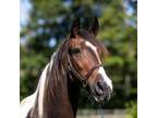 Adopt Spirit a Missouri Foxtrotter / Mixed horse in Quakertown, PA (38622728)