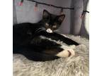 Adopt Tomato a All Black Domestic Shorthair / Mixed cat in St.