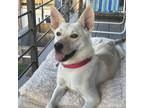 Adopt Nala a White - with Tan, Yellow or Fawn Mixed Breed (Medium) / Mixed dog