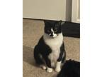 Adopt Paloma a Black & White or Tuxedo American Shorthair / Mixed cat in