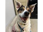 Adopt Molly a White - with Tan, Yellow or Fawn Mixed Breed (Medium) / Mixed dog