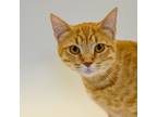 Adopt Tootoo a Domestic Shorthair / Mixed cat in Houston, TX (39054291)