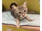 Adopt Honey a Domestic Shorthair / Mixed cat in Fresno, CA (39007622)