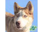 Adopt Nacho a White - with Tan, Yellow or Fawn Mixed Breed (Large) / Mixed dog