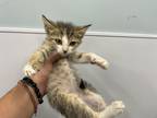 Adopt a Domestic Shorthair / Mixed cat in Pomona, CA (39062266)