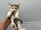 Adopt a Domestic Shorthair / Mixed cat in Pomona, CA (39062263)