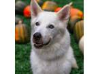 Adopt Shay a Siberian Husky / Great Pyrenees / Mixed dog in Golden