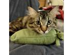 Adopt Espolon a Brown or Chocolate Domestic Shorthair / Mixed cat in Austin