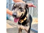 Adopt Roscoe a Doberman Pinscher / Weimaraner / Mixed dog in Fort Myers