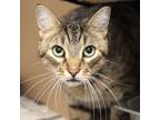 Adopt Tiger a Domestic Shorthair / Mixed cat in Des Moines, IA (39030961)