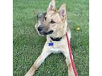 Adopt Wil-E - Costa Mesa Location At Event* a Tan/Yellow/Fawn Shepherd (Unknown