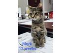 Adopt Mork a Gray, Blue or Silver Tabby Domestic Mediumhair / Mixed cat in