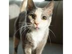 Adopt Cream Puff a Calico or Dilute Calico Domestic Shorthair / Mixed cat in Los