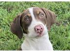 Adopt Iris a Brown/Chocolate - with White German Shorthaired Pointer / Treeing