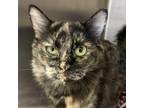 Adopt Fate a All Black Domestic Longhair / Mixed cat in Kanab, UT (39063776)