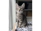 Adopt Eggroll (Must Go to Home with a Cat) a Gray, Blue or Silver Tabby Domestic