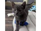 Adopt Viktor a Gray or Blue Domestic Shorthair / Mixed cat in Los Angeles