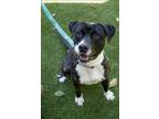 Adopt Detroit a American Staffordshire Terrier / Mixed dog in Raleigh