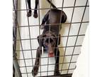 Adopt Diamond a Black Labrador Retriever / Mixed dog in Denison, TX (38975282)
