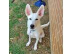 Adopt Jagger a White - with Tan, Yellow or Fawn Shepherd (Unknown Type) / Mixed