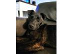 Adopt Brook Ripple a Australian Cattle Dog / Mixed dog in Fort Lupton