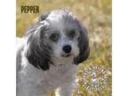 Adopt Pepper a Shih Tzu, Poodle
