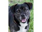 Adopt Butler a Tricolor (Tan/Brown & Black & White) Pug / Mixed dog in Miami