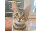 Adopt Sasha Fierce a Tortoiseshell Domestic Shorthair / Mixed cat in LaGrange