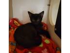 Adopt Bunky a All Black Domestic Shorthair / Mixed (short coat) cat in Colville