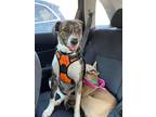 Adopt Chumba a Whippet / Border Collie dog in Garner, NC (37078730)