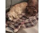 Adopt Charlotte & Raleigh a Cocker Spaniel / Australian Shepherd / Mixed dog in