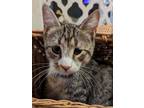 Adopt Enzo a Spotted Tabby/Leopard Spotted Domestic Shorthair / Mixed (short