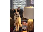 Adopt Gilligan a White - with Black Border Collie / Mixed dog in Garner