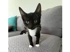 Adopt Kitten: Ooblick a Domestic Shorthair / Mixed cat in Columbia